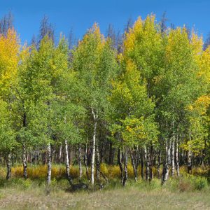  Aspen Trees In Colorado Panorama Web