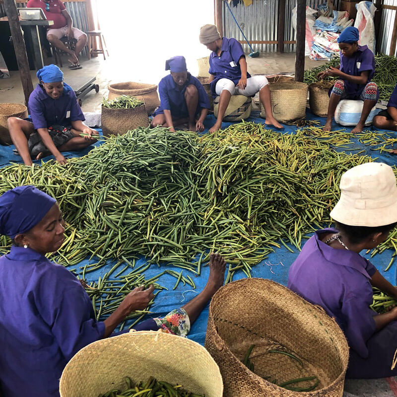 SAVA Trading Co Women Sorting Green Vanilla Beans