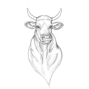 Cow Graphic Illustration Pencil Drawing