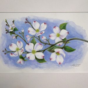 Dogwood Drawing And Watercolor Web