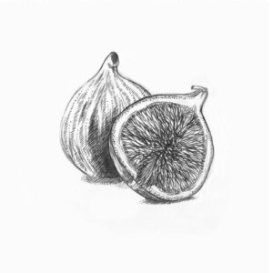 Figs Graphic Illustration