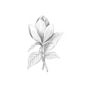 Flower Graphic Illustration Pencil Drawing