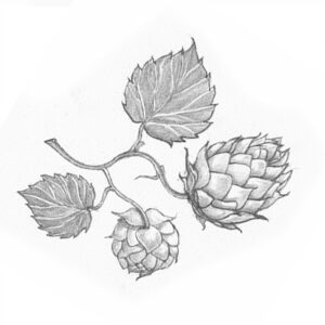 Hops Graphic Illustration Pencil Drawing