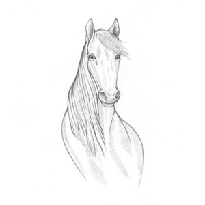 Horse Graphic Illustration Pencil Drawing