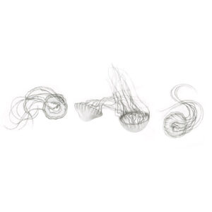 Jellyfish Graphic Illustration Pencil Drawing