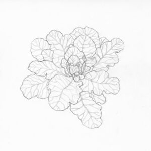 Kale Graphic Illustration Pencil Drawing 