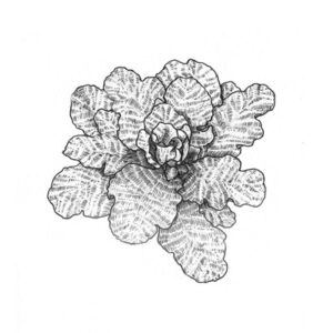 Kale Graphic Illustration Pencil Drawing