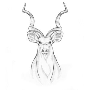 Kudu Graphic Illustration Pencil Drawing