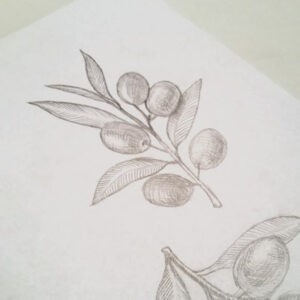 Olive Branch Graphic Illustration Pencil Drawing