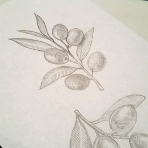 Olive Branches Drawing