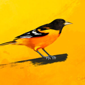 Oriole Bird Boston Digital Art Painting Brush Stroke Yellow