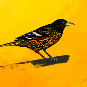 Oriole Bird Boston Digital Art Painting Brush Stroke Yellow 