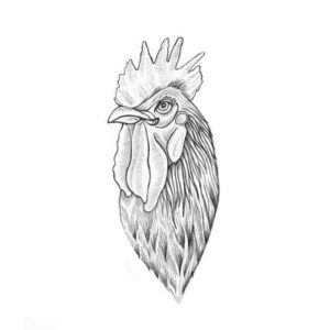 Rooster Head Bust Graphic Illustration Pencil Drawing